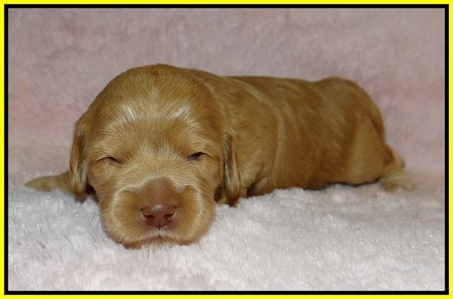 Jetta Banks pups 2 wk old 111