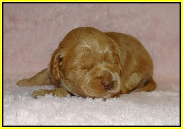 Jetta Banks pups 2 wk old 91
