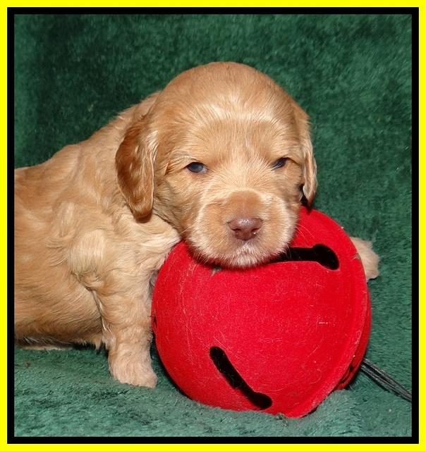 Jetta Banks pups 3 wks old 161