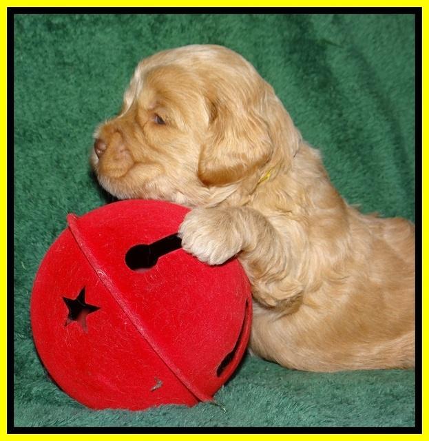 Jetta Banks pups 3 wks old 181