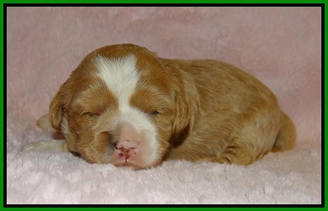 Jetta Banks pups 2 wk old 131