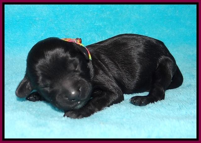 Jetta Banks newborn 101