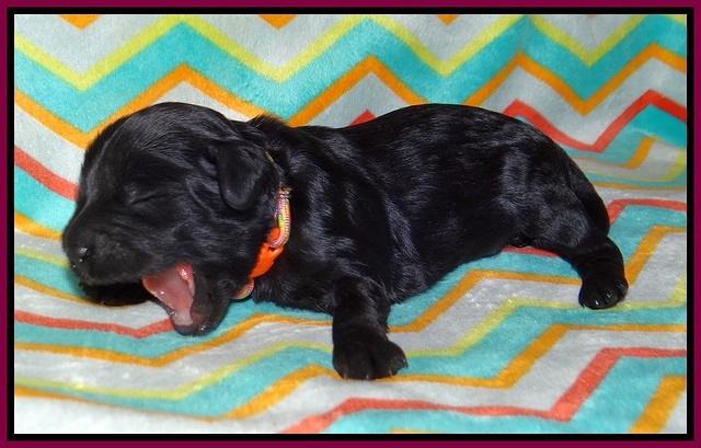 Jetta Banks pups 1 wk old 171