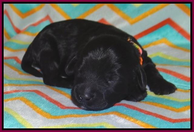 Jetta Banks pups 1 wk old 181
