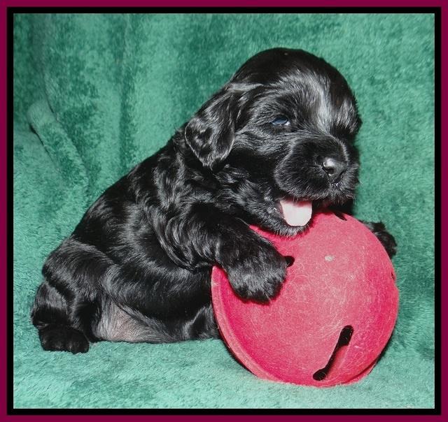 Jetta Banks pups 3 wks old 241