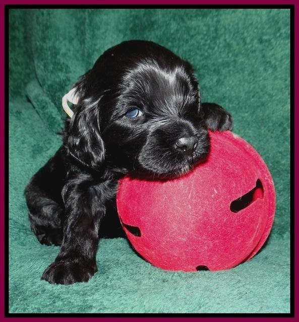 Jetta Banks pups 3 wks old 251