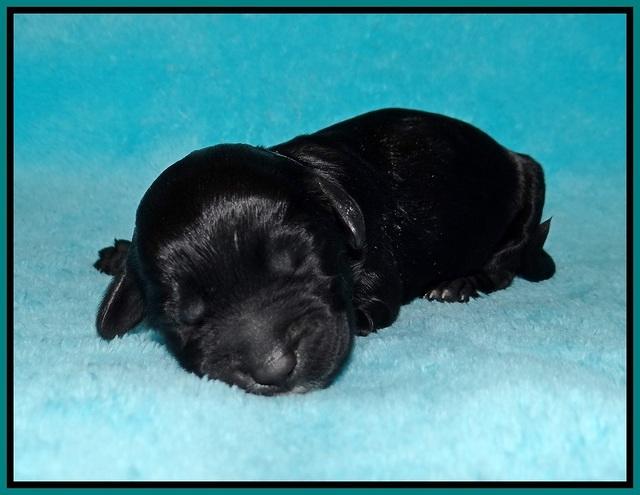 Jetta Banks newborn 121