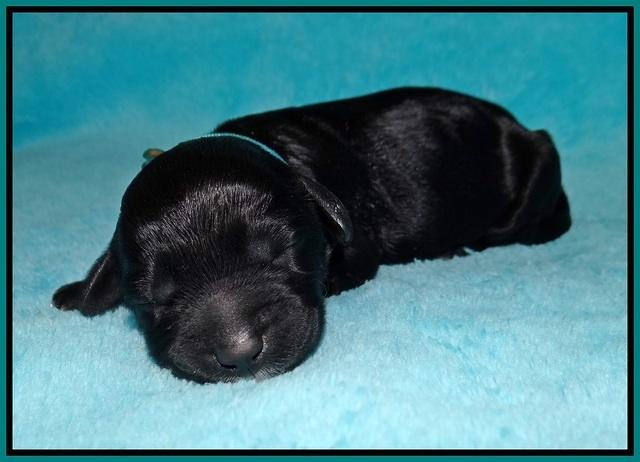 Jetta Banks newborn 131