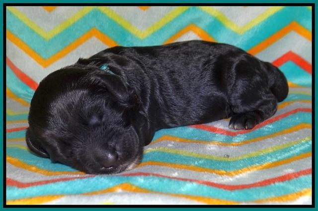 Jetta Banks pups 1 wk old 201