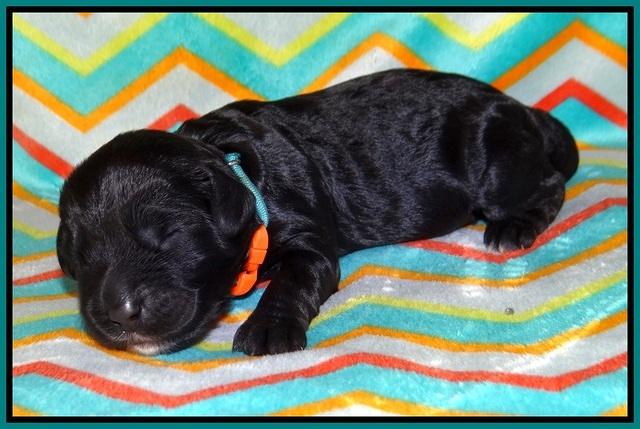 Jetta Banks pups 1 wk old 211