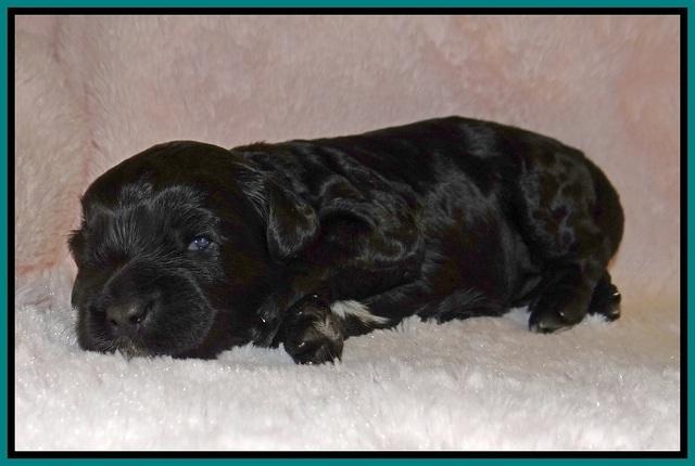 Jetta Banks pups 2 wk old 161
