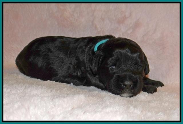 Jetta Banks pups 2 wk old 181