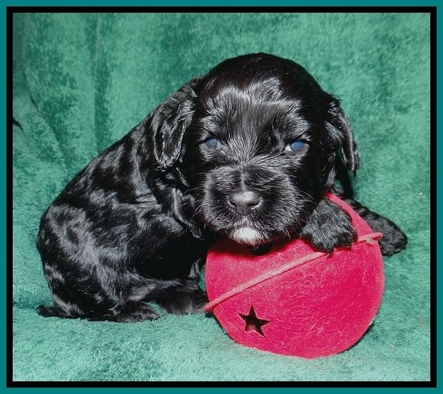 Jetta Banks pups 3 wks old 281