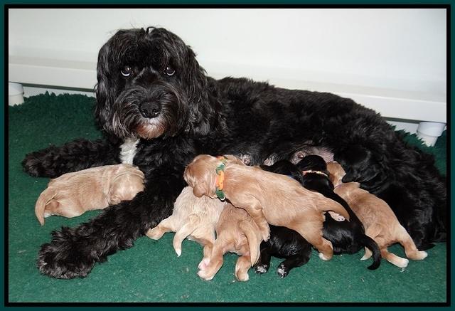 Jetta Banks pups 1 wk old 241