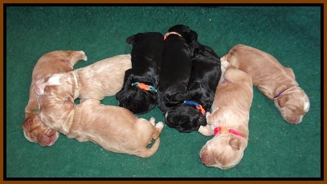 Jetta Banks pups 1 wk old 251