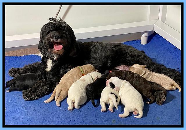 Jetta BEnz 2 wks old 151