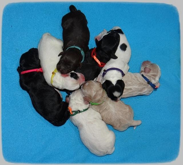 Jetta Benz Newborn pups 11