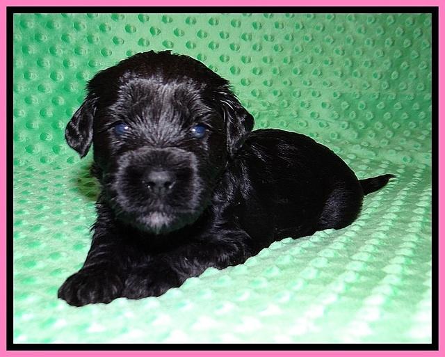 Jetta Benz pups 3 wks old 11