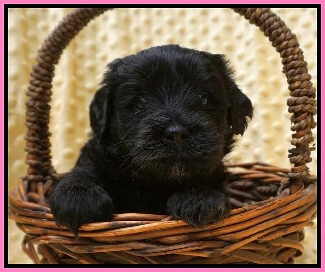 Jetta Benz pups 4 wks old 21