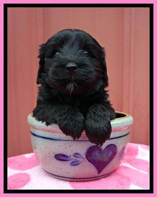 Jetta Benz pups 5 wks old 11