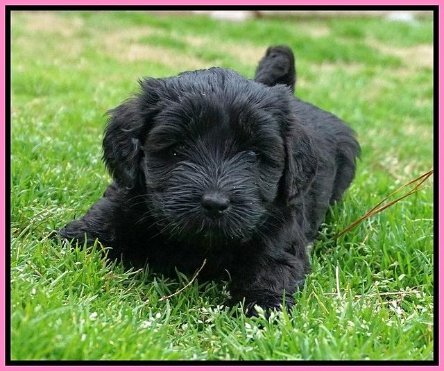 Jetta Benz pups 5 wks old 21