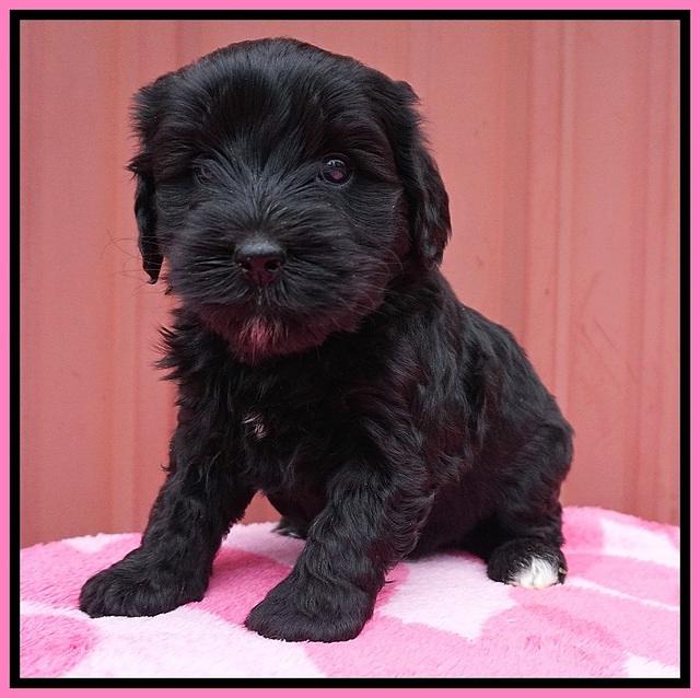 Jetta Benz pups 5 wks old 31