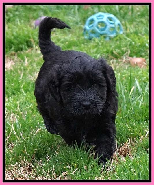 Jetta Benz pups 5 wks old 41
