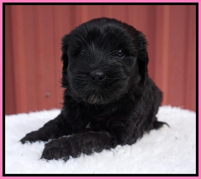 Jetta Benz pups 5 wks old 51