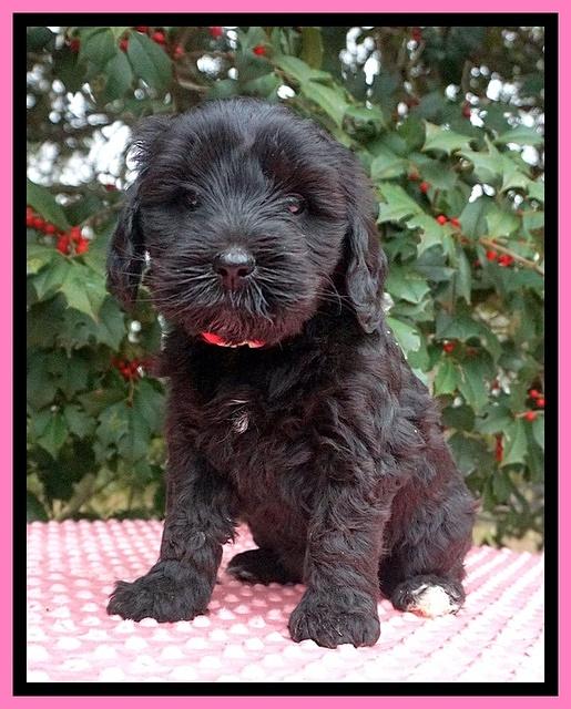 Jetta Benz pups 6 wks old 41