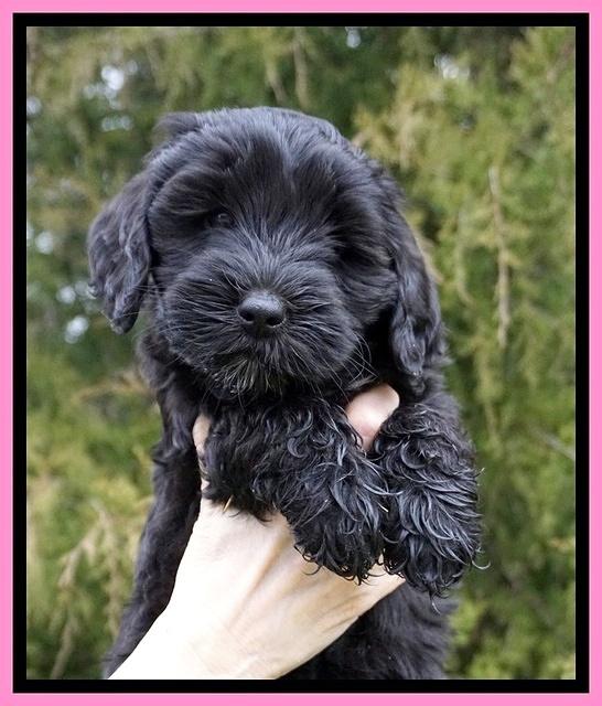 Jetta Benz pups 7 wks old11