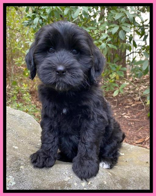 Jetta Benz pups almost 8 wks old31