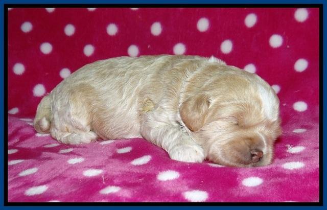 Jetta BEnz 2 wks old 31