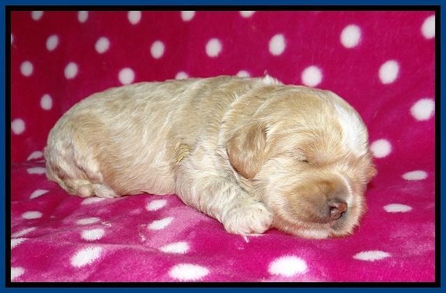 Jetta BEnz 2 wks old 41