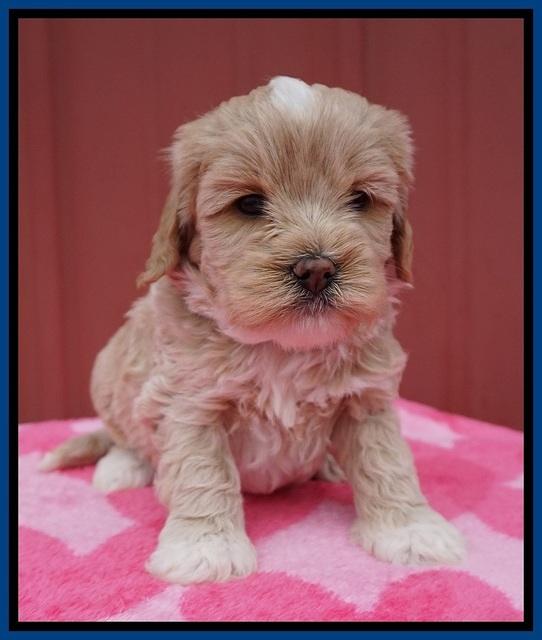 Jetta Benz pups 5 wks old 91