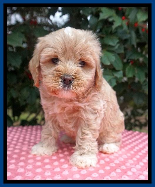 Jetta Benz pups 6 wks old 71