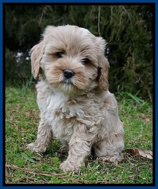 Jetta Benz pups 7 wks old81