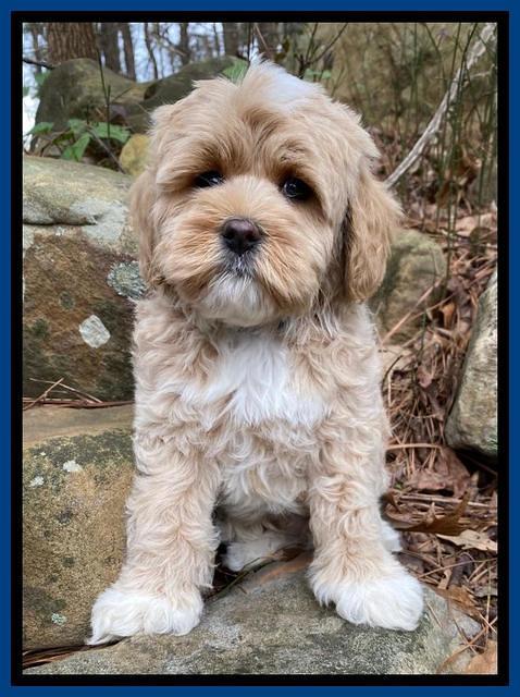 Jetta Benz pups almost 8 wks old71