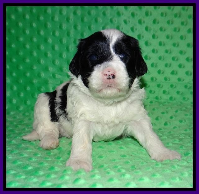 Jetta Benz pups 3 wks old 81