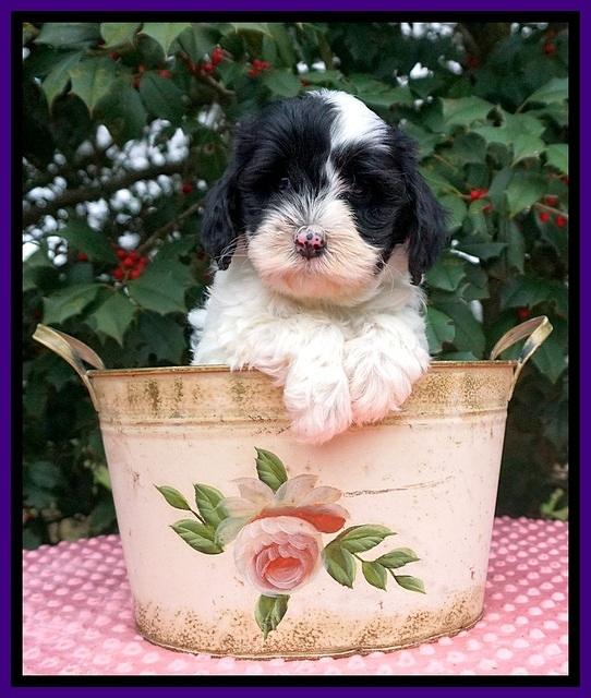 Jetta Benz pups 6 wks old 91