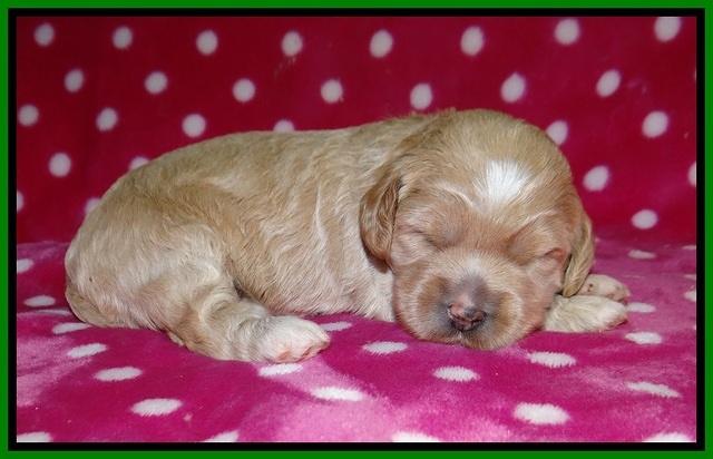 Jetta BEnz 2 wks old 81