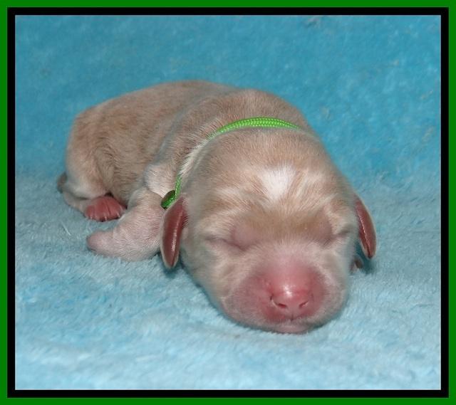 Jetta Benz Newborn pups 44