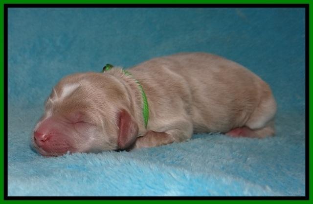 Jetta Benz Newborn pups 54