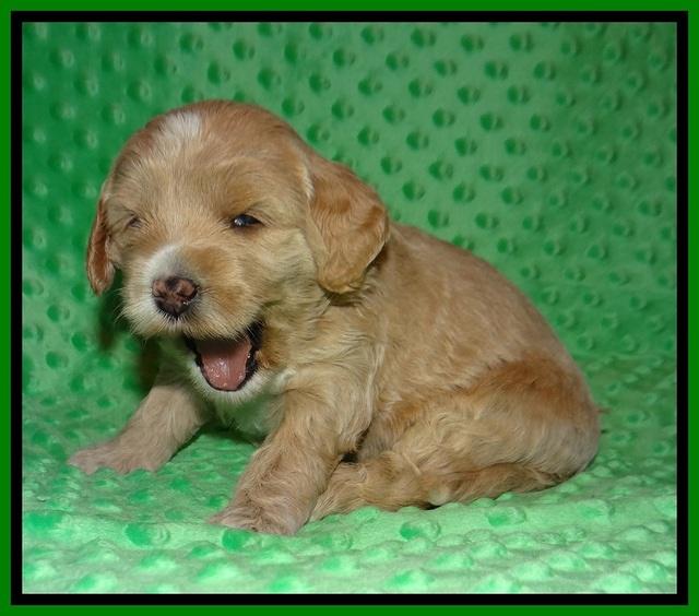 Jetta Benz pups 3 wks old 111