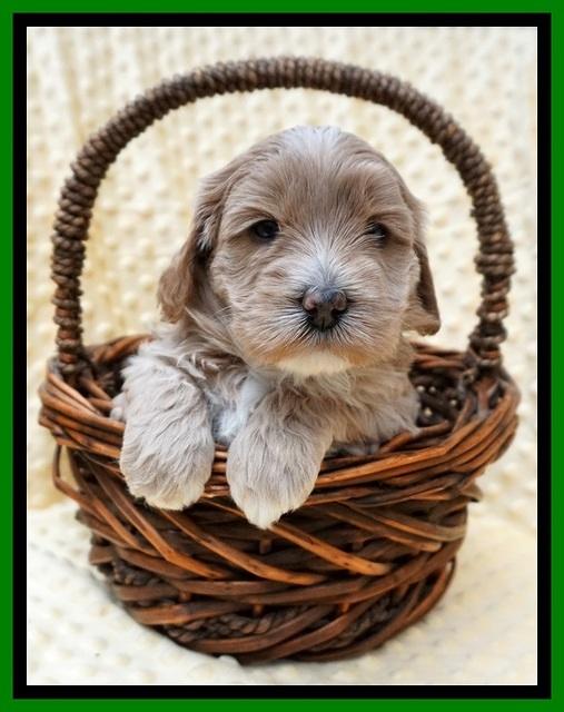 Jetta Benz pups 4 wks old 121