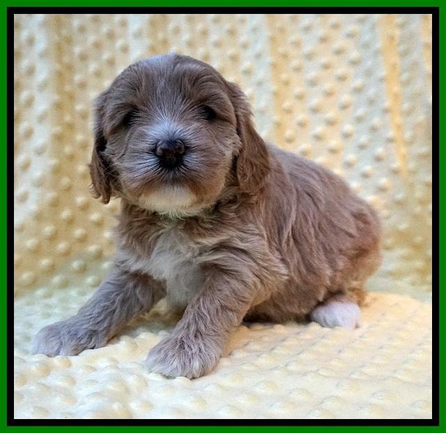 Jetta Benz pups 4 wks old 131