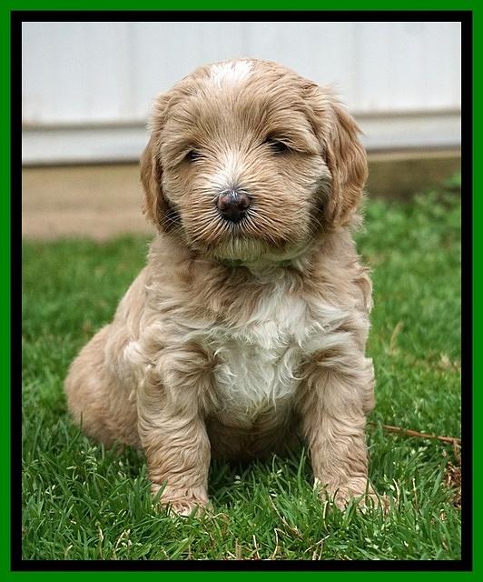 Jetta Benz pups 5 wks old 181