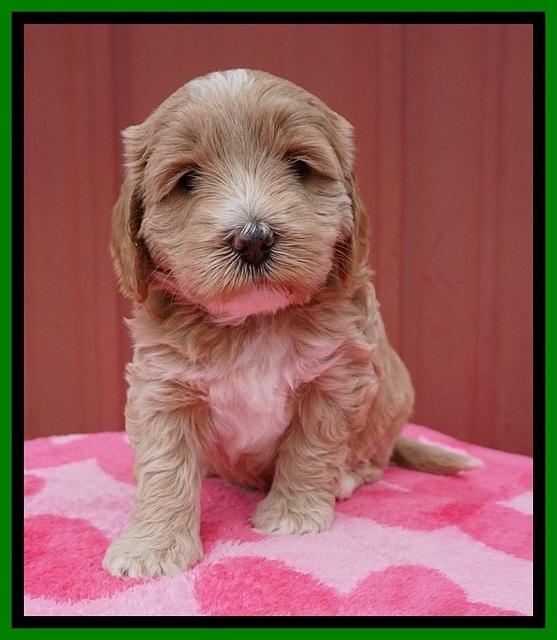 Jetta Benz pups 5 wks old 221