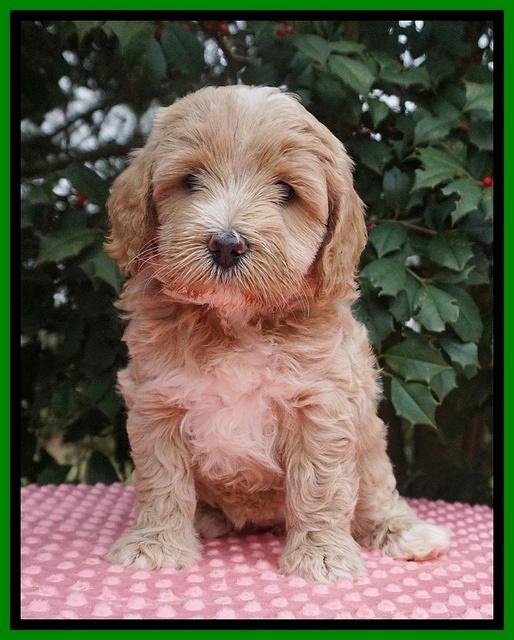 Jetta Benz pups 6 wks old 121