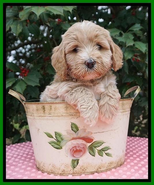 Jetta Benz pups 6 wks old 131