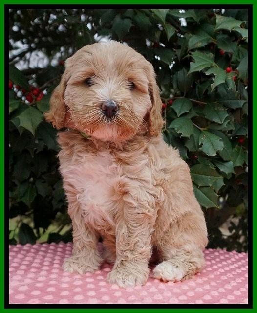 Jetta Benz pups 6 wks old 141